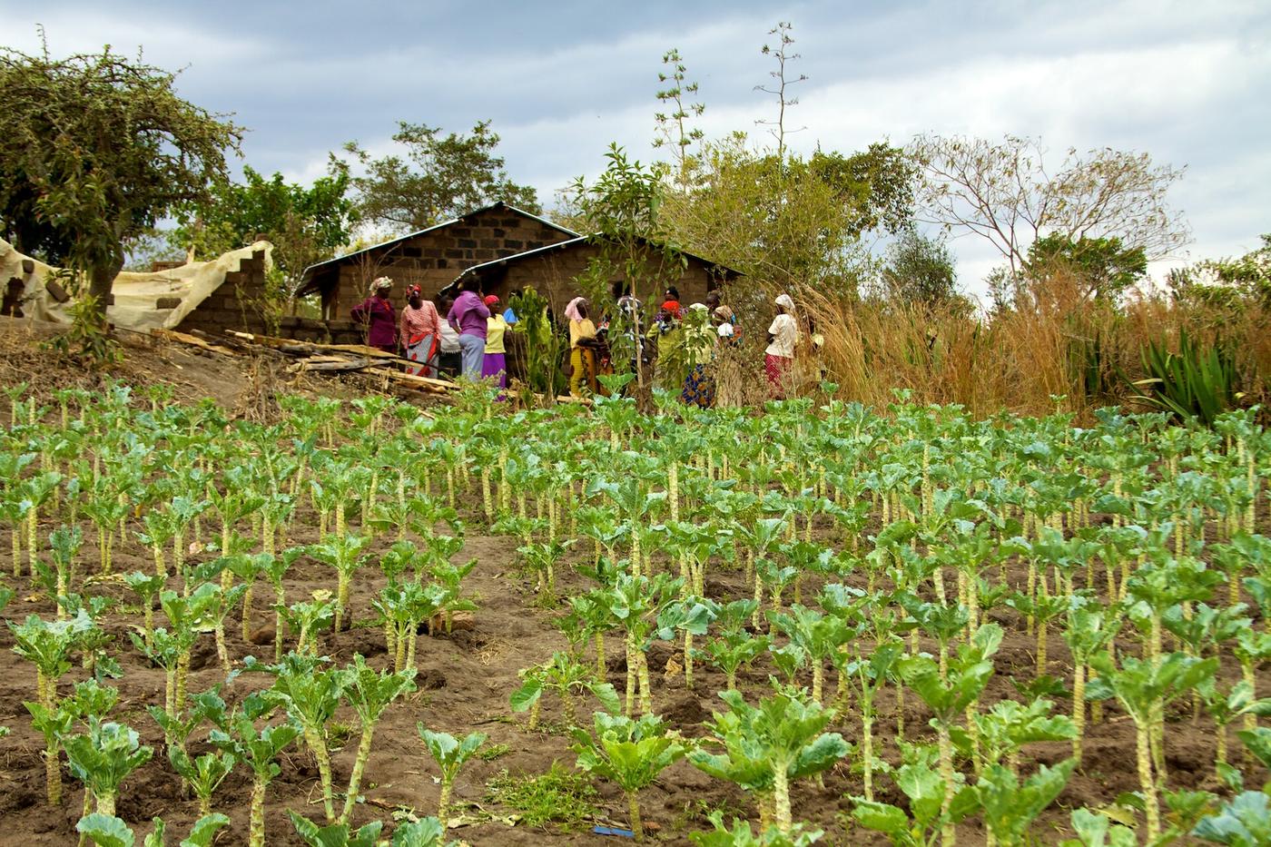 A healthy kale plot on a Kenyan smallholding